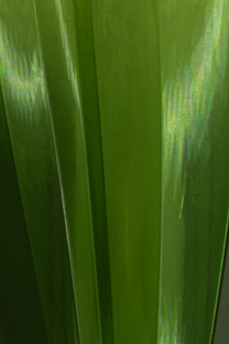 Petite Eloise Wall Light