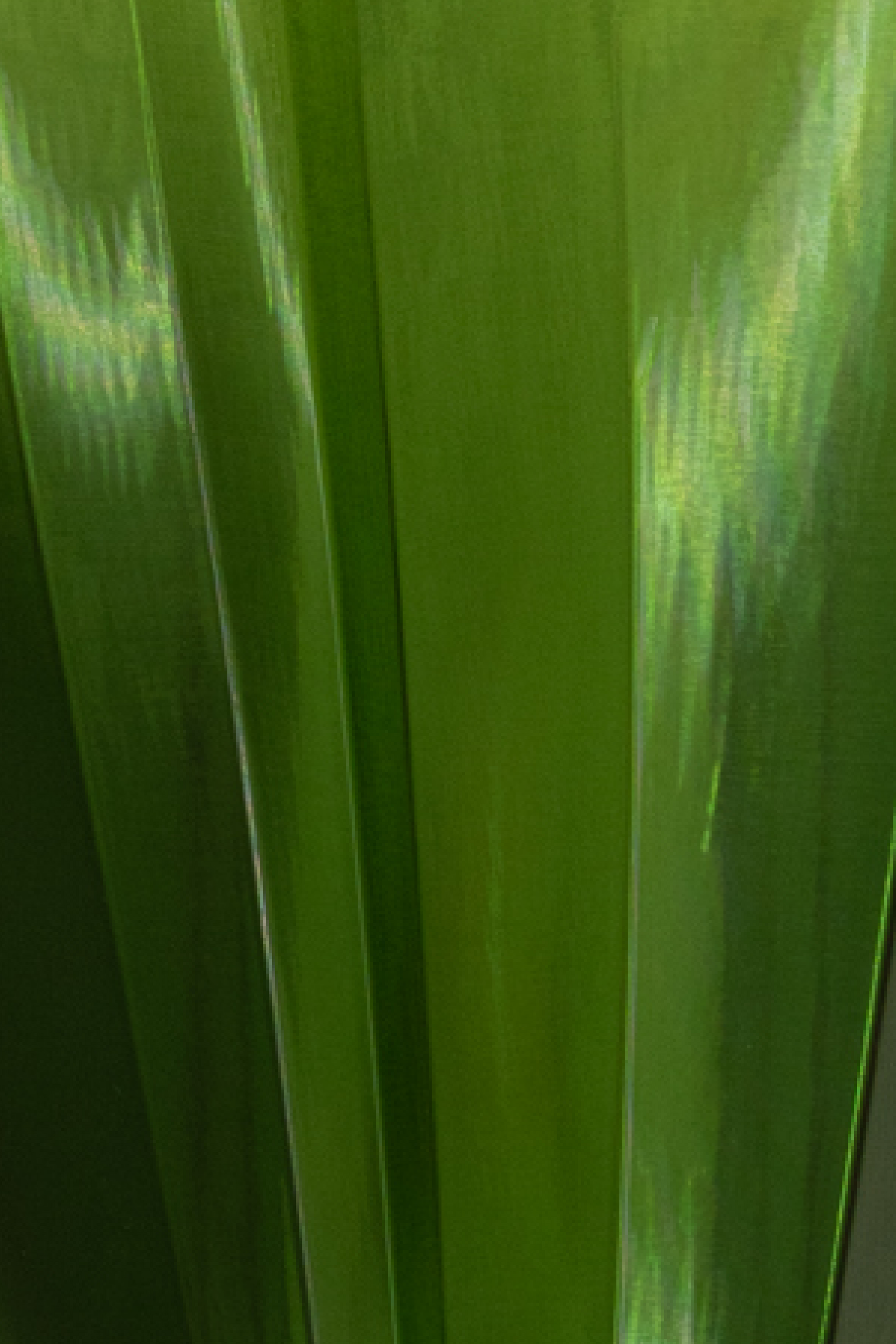 Petite Eloise Wall Light